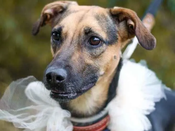 Cachorro ra a SRD-ViraLata idade 3 anos nome Bella