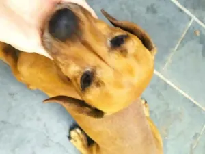 Cachorro raça SRD-ViraLata idade 6 ou mais anos nome Scooby