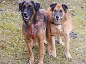 Cachorro raça srd idade 5 anos nome Tico e Teco
