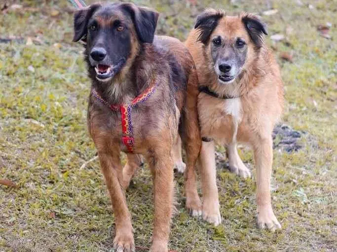 Cachorro ra a srd idade 5 anos nome Tico e Teco