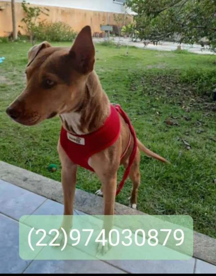 Cachorro ra a Srd idade 2 anos nome Bela