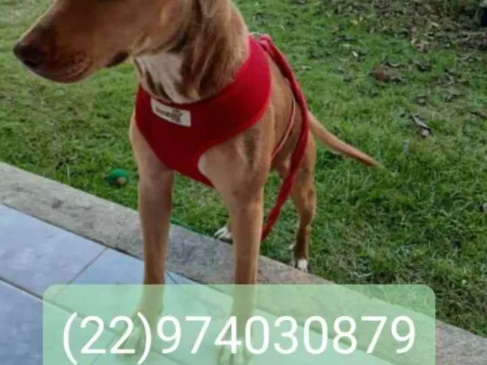 Cachorro ra a Srd idade 2 anos nome Bela