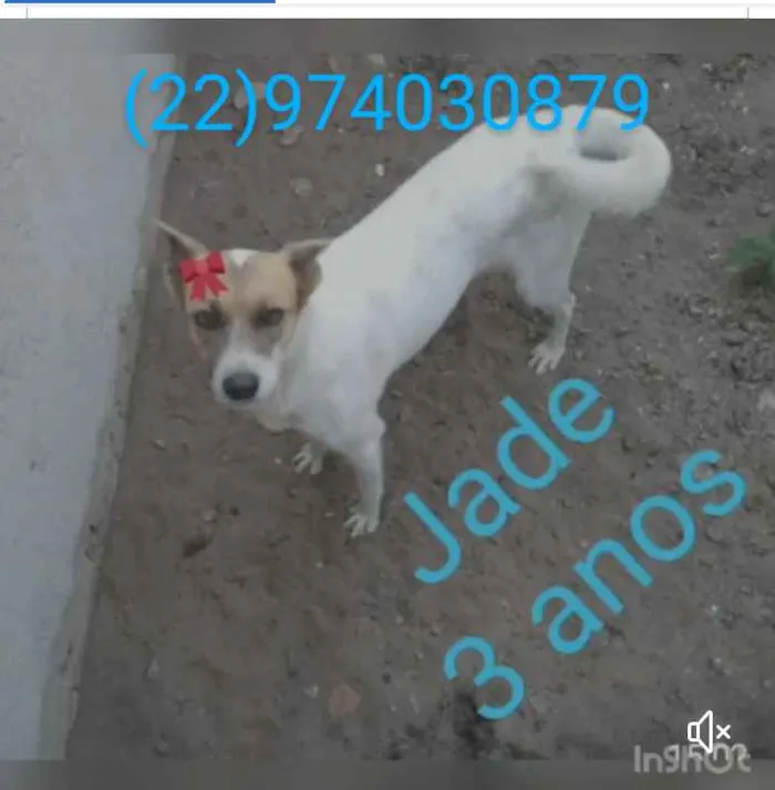 Cachorro ra a Srd idade 1 ano nome Animais castrados 