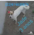 Animais castrados