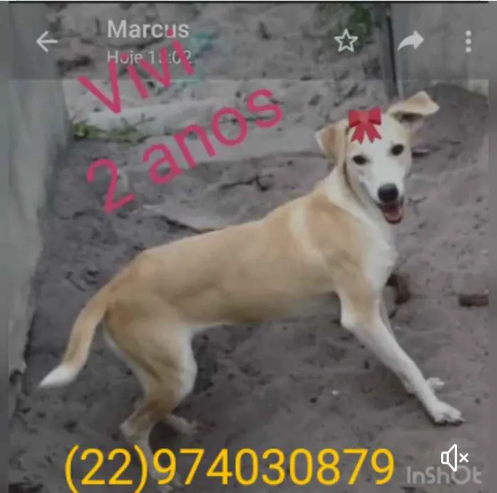 Cachorro ra a Srd idade 1 ano nome Animais castrados 