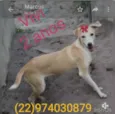 Animais castrados
