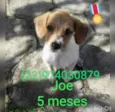 Animais castrados