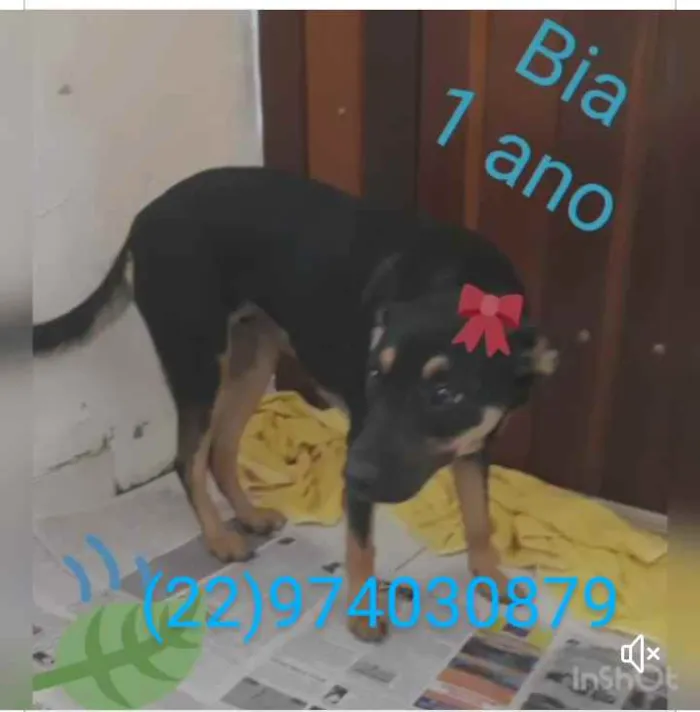 Cachorro ra a Srd idade 1 ano nome Animais castrados 