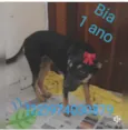 Animais castrados