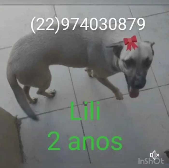 Cachorro ra a Srd idade 1 ano nome Animais castrados 