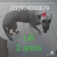 Animais castrados