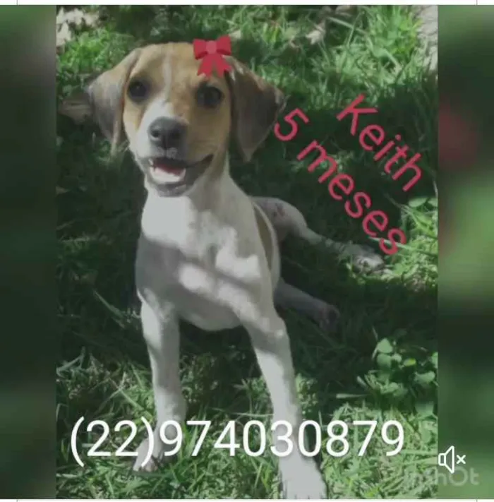Cachorro ra a Srd idade 1 ano nome Animais castrados 