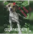 Animais castrados