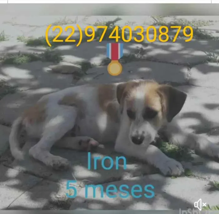 Cachorro ra a Srd idade 1 ano nome Animais castrados 