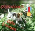 Animais castrados