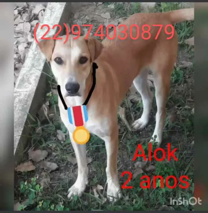 Cachorro ra a Srd idade 1 ano nome Animais castrados 