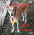 Animais castrados