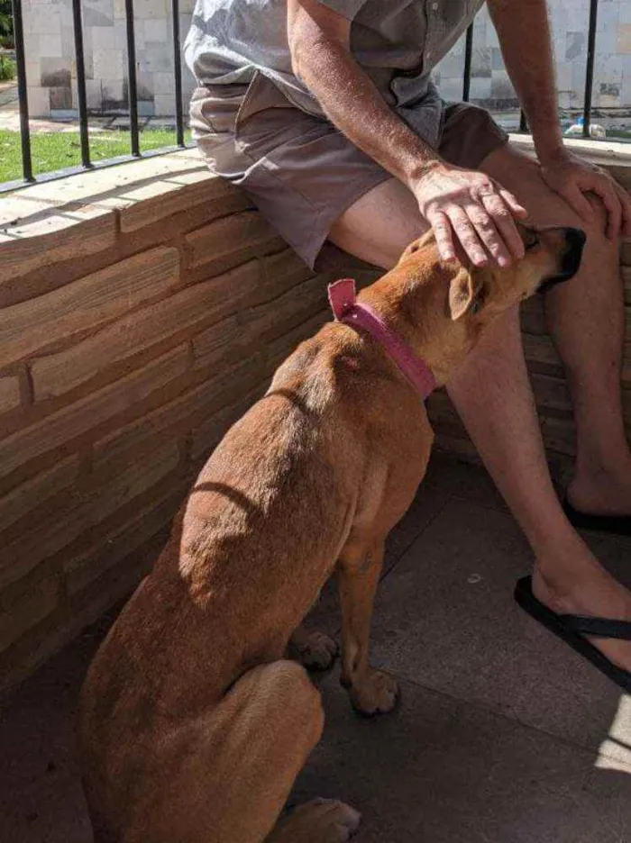Cachorro raça Não sei idade 7 a 11 meses nome Ruby