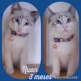 Gato raça Srd idade 2 a 6 meses nome Ruan