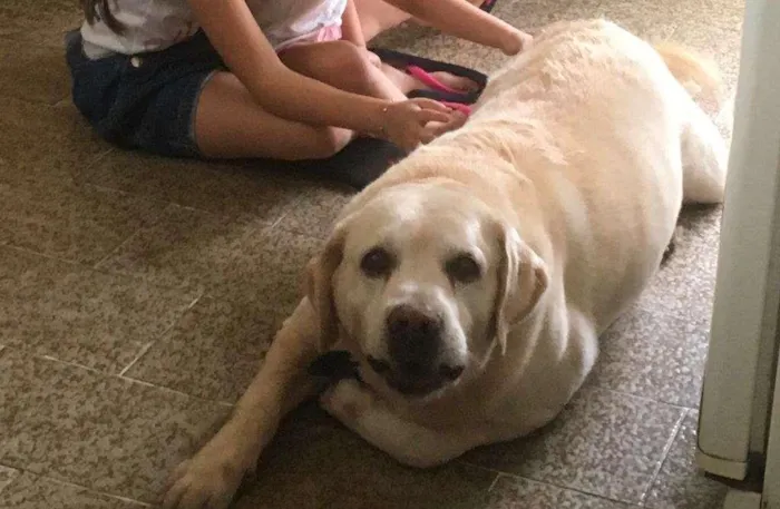 Cachorro ra a Labrador idade 6 ou mais anos nome THOR