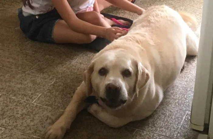 Cachorro ra a Labrador idade 6 ou mais anos nome THOR