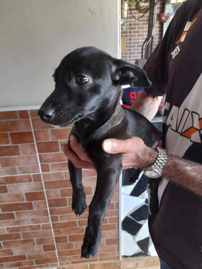 Cachorro ra a Vira lata idade 2 a 6 meses nome Raya