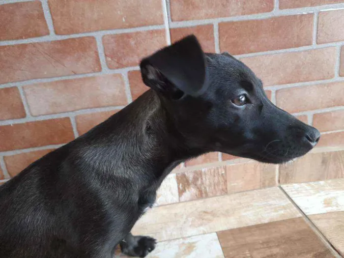 Cachorro ra a Vira lata idade 2 a 6 meses nome Raya