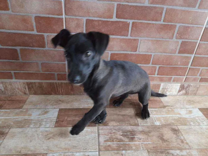 Cachorro ra a Vira lata idade 2 a 6 meses nome Raya