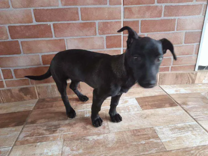 Cachorro ra a Vira lata idade 2 a 6 meses nome Raya