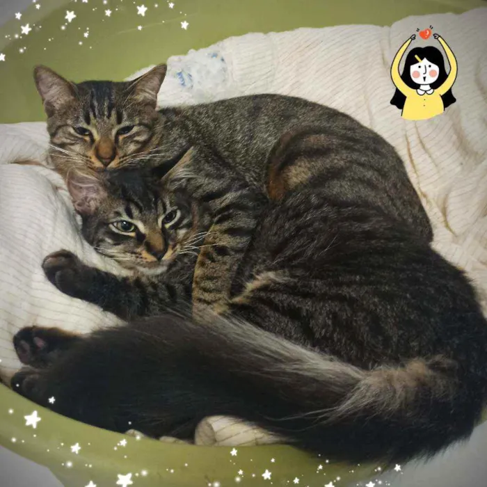 Gato ra a SRD idade 7 a 11 meses nome Bella e Mimo