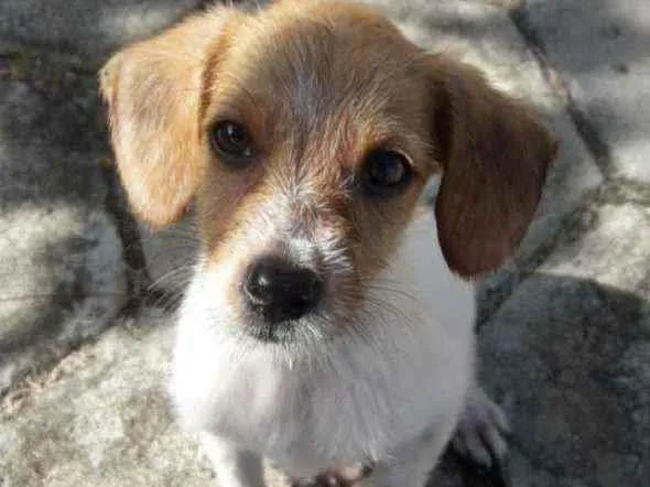 Cachorro raça Srd idade 2 a 6 meses nome Bob