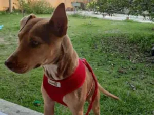 Cachorro raça Srd idade 2 anos nome Bela