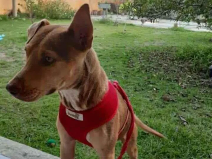 Cachorro ra a Srd idade 2 anos nome Bela