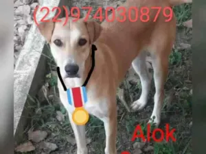 Cachorro raça Srd idade 1 ano nome Animais castrados 