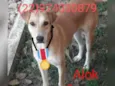 Animais castrados