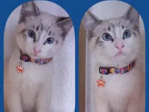 Gato raça Srd idade 2 a 6 meses nome Ruan