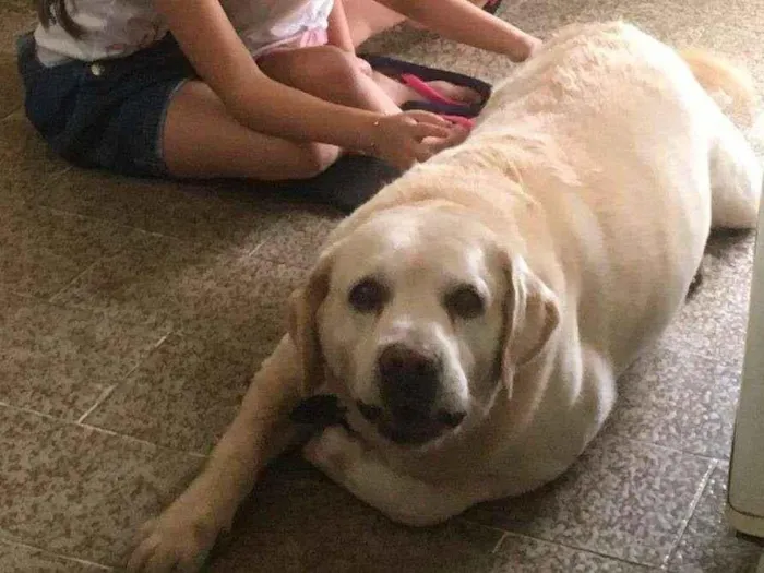 Cachorro ra a Labrador idade 6 ou mais anos nome THOR
