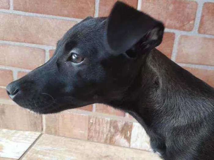 Cachorro ra a Vira lata idade 2 a 6 meses nome Raya