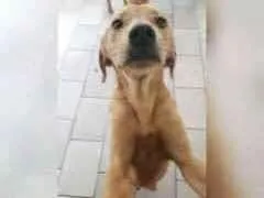 Cachorro ra a srd idade 2 anos nome Groot