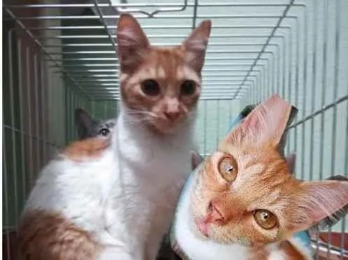 Gato ra a SRD  idade 7 a 11 meses nome SEM NOME