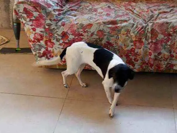 Cachorro ra a pinch com salsicha idade 2 a 6 meses nome Cindi