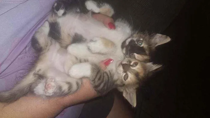 Gato raça Indefinido idade Abaixo de 2 meses nome Não tem