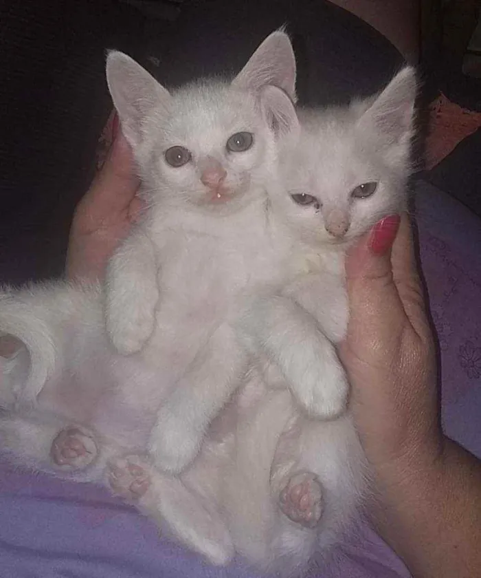 Gato raça Indefinido idade Abaixo de 2 meses nome Não tem