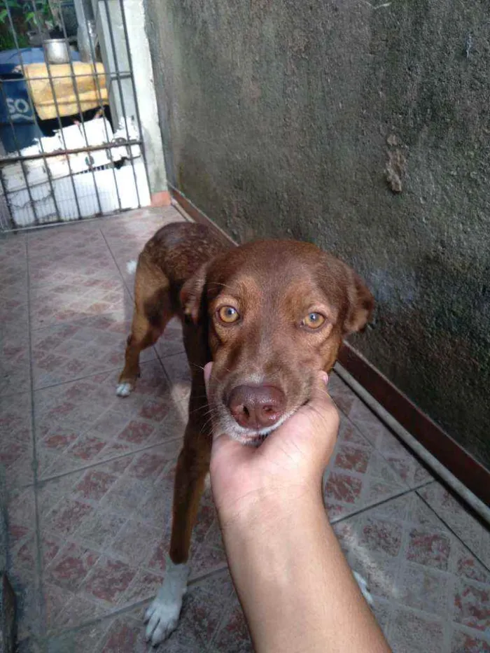 Cachorro ra a Vira lata idade 1 ano nome Faisca