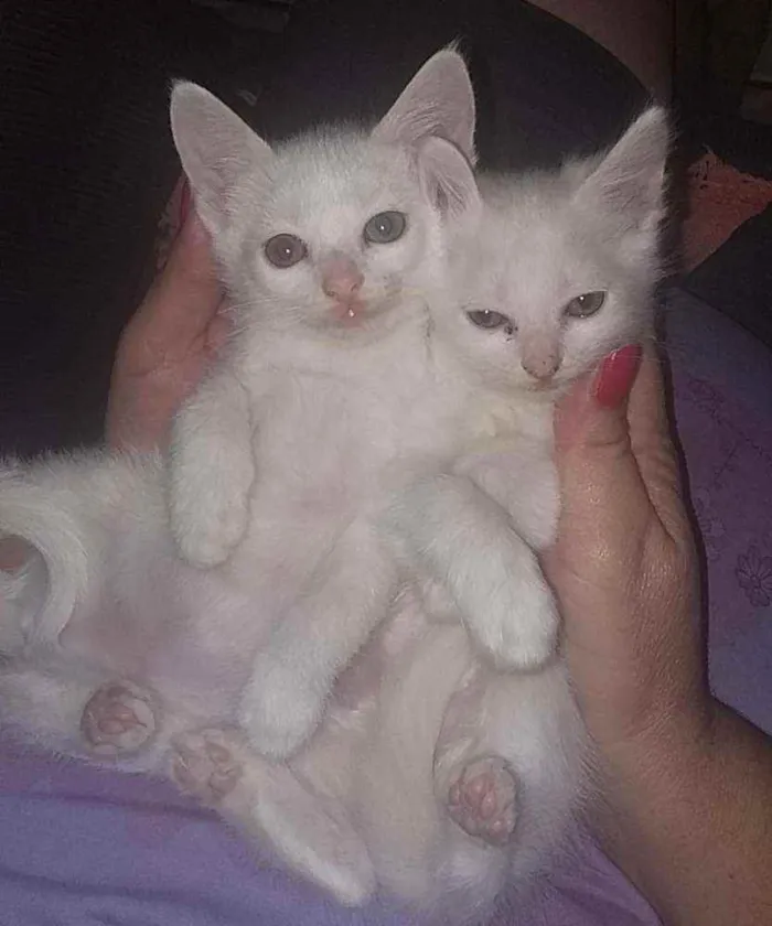 Gato raça Indefinido idade Abaixo de 2 meses nome Não tem