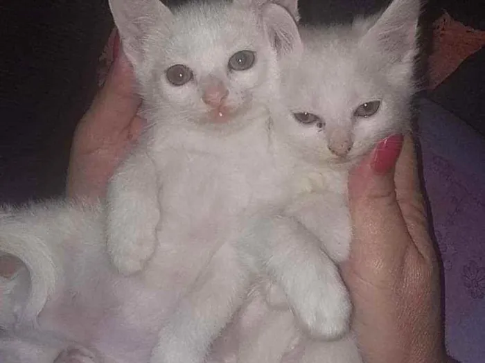 Gato raça Indefinido idade Abaixo de 2 meses nome Não tem