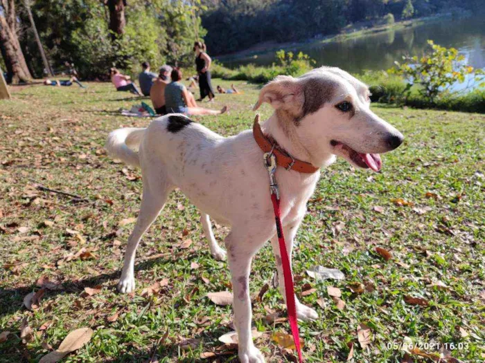 Cachorro ra a Indefinido idade 1 ano nome Rani