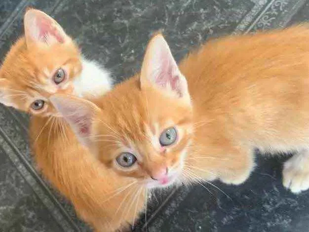 Gato raça sem raça  idade 2 a 6 meses nome sem nome