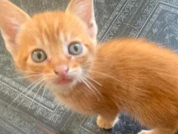 Gato raça sem raça  idade 2 a 6 meses nome sem nome