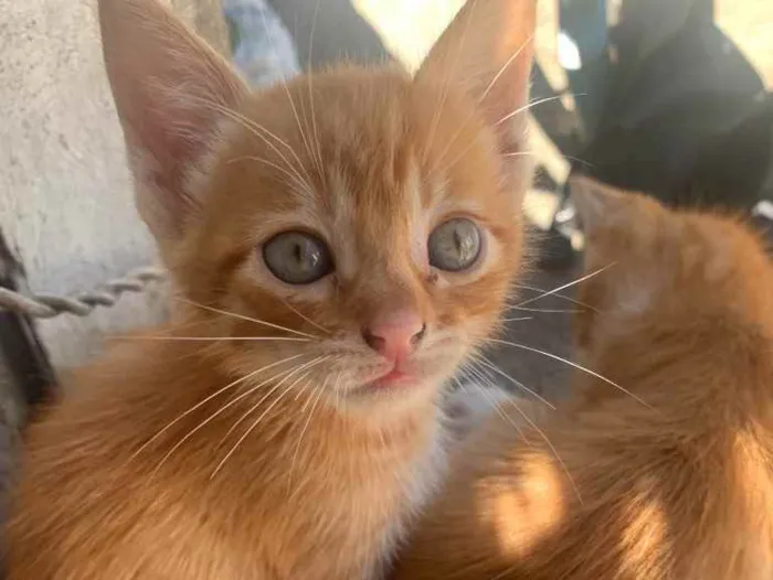 Gato raça sem raça  idade 2 a 6 meses nome sem nome